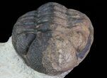 Pair Of Enrolled Morocops Trilobites - Foum Zguid, Morocco #68757-7